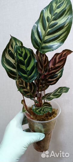 Калатея макоя