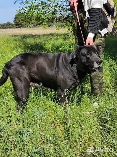 Лабрадор Фреда в добрые руки