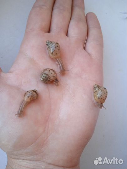 Улитки ахатины