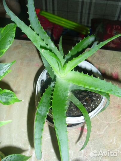 Алое, каланхое