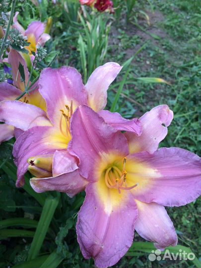 Садовые растения