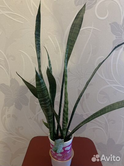 Сансевиерия