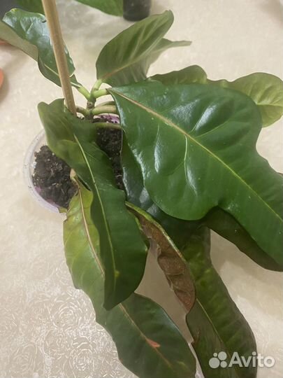 Традесканция