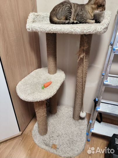 Когтеточка