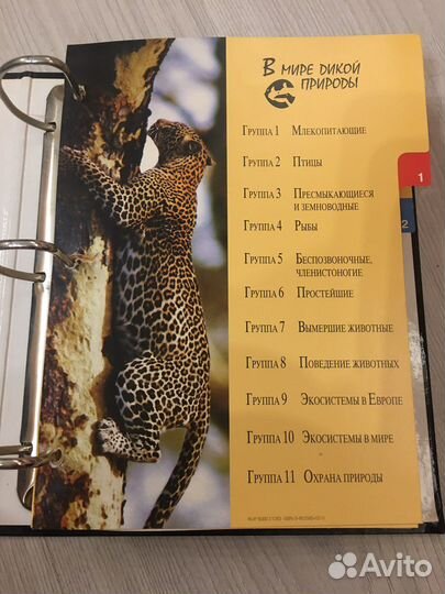Альбом с карточками «В мире дикой природы»