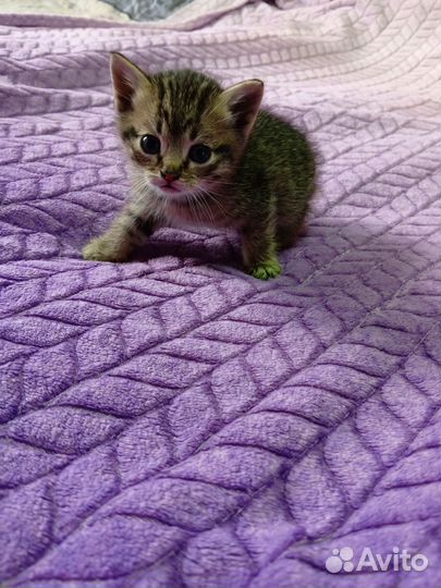 Котята в добрые руки бесплатно