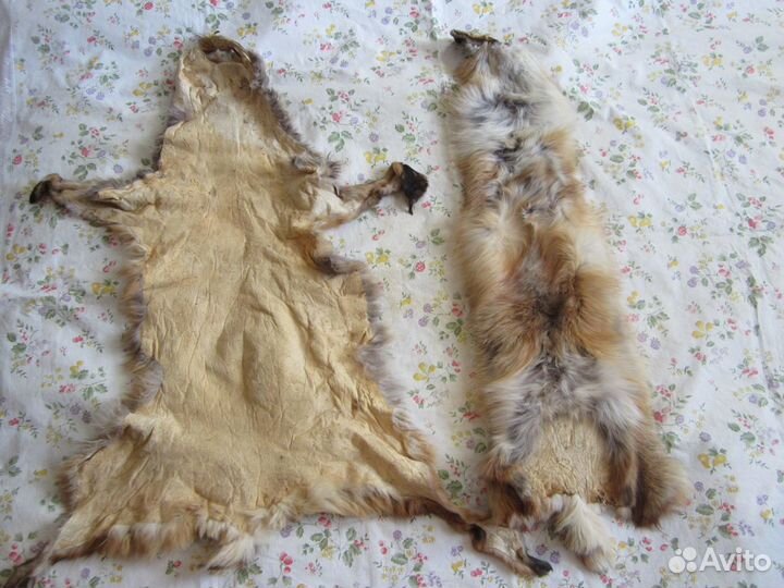Шкуры лис 5 штук