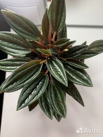 Пеперомия Россо