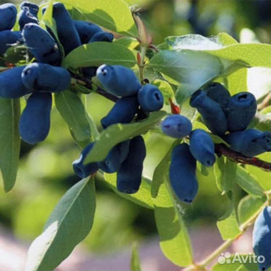 Саженцы жимолости