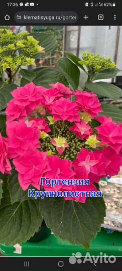Гортензия