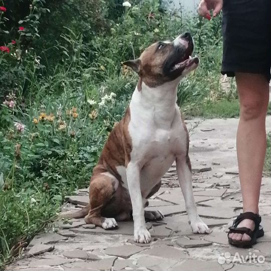 Стафаширский терьер