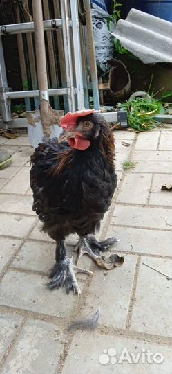 Петушки Виандот, фавероль лососевая, маран