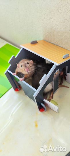 Крыски Дамбо с оборудованной клеткой и кормом