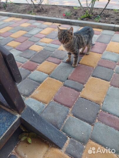 Котята с херсонской области в добрые руки