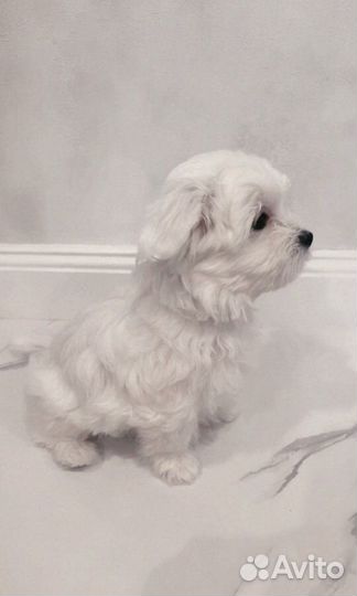 Мальтезе мини