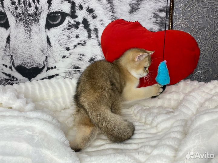 Гарфилд - котёнок золотой британской шиншиллы