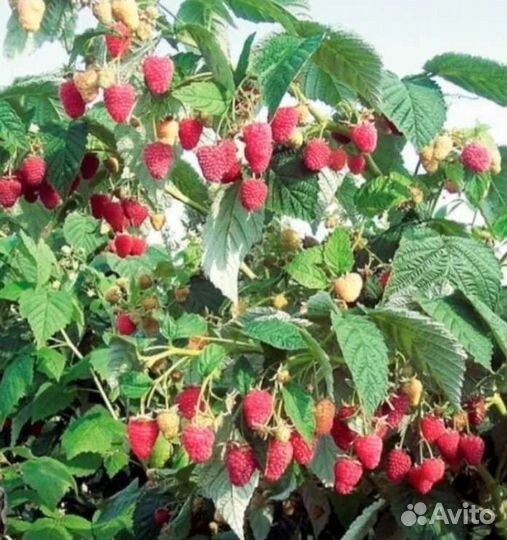 Малина Таруса