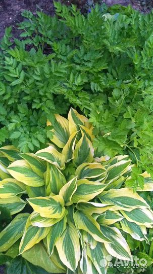 Саженцы Хост,Клопогон,Бадан,гейхера