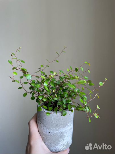 Мюленбекия
