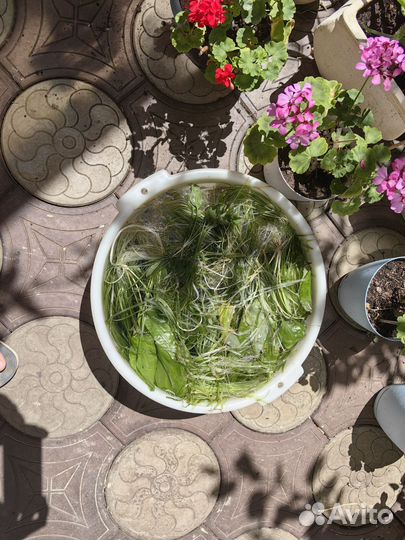 Аквариумные растения