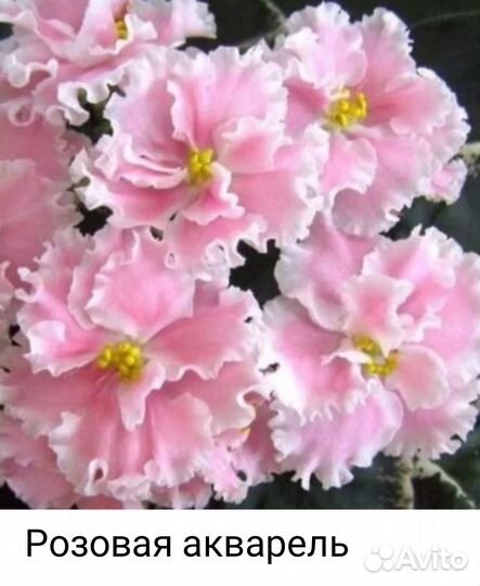 Фиалка лист на срез