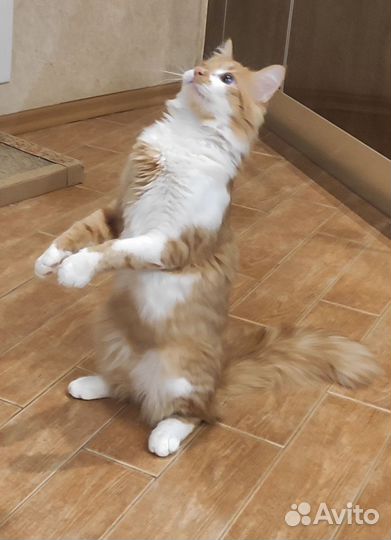 Стив. Котик 7 месяцев