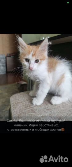 Котята в добрые руки