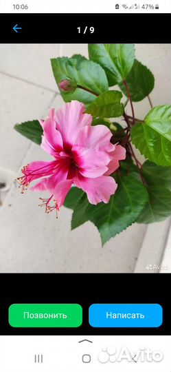 Гибискус китайская роза