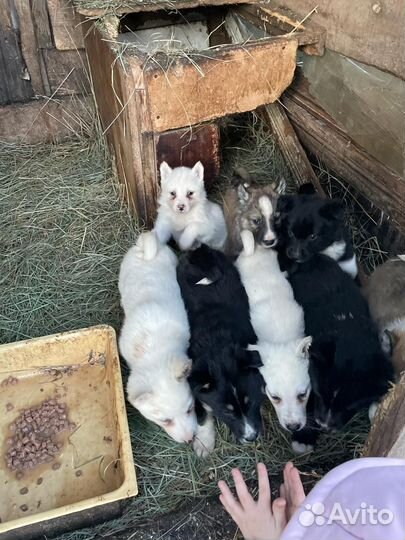 Собаки щенки