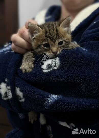 Котята отдам бесплатно