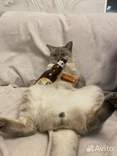Кот ищет кошку