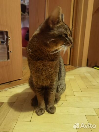 Абиссинский кот