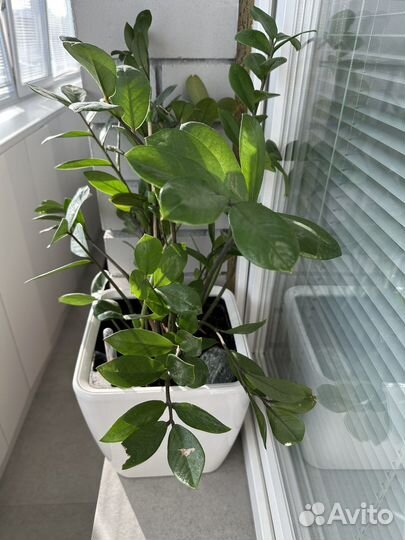 Кашпо lechuza Ouadro с автополивом + замиокулькас