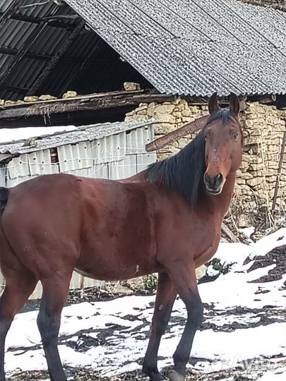 Жеребец 10 лет рост 160 см