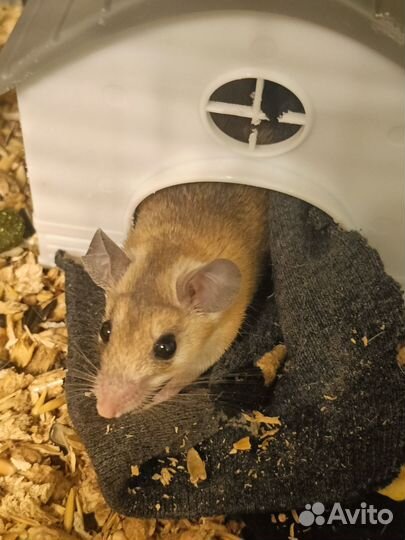 Иглистые мыши