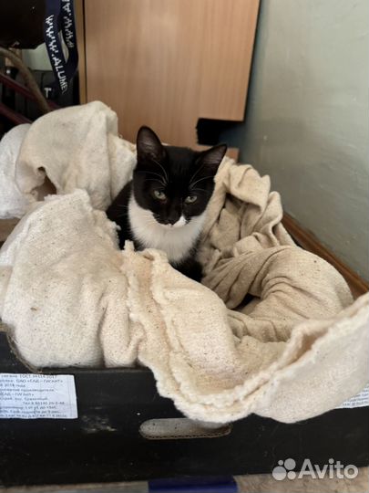 Котята ищут дом