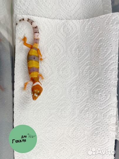 Малыш эублефар