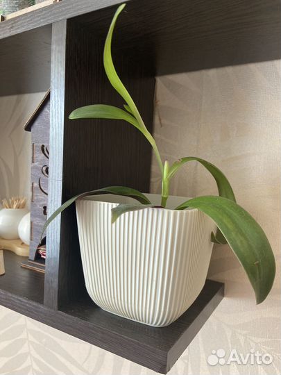 Комнатные растения цветы