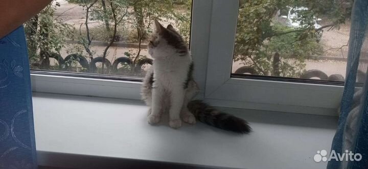 Отдам бесплатно котенка 4 месяца