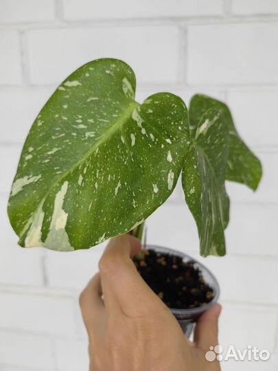 Монстера тайское созвездие