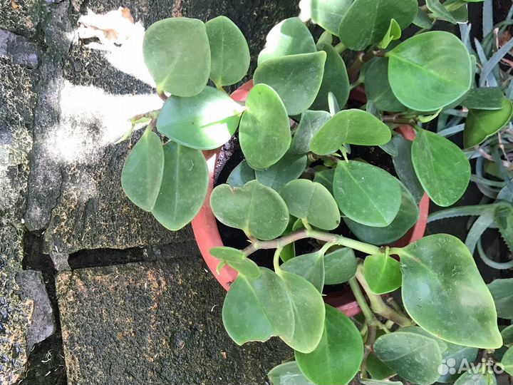 Продам цветы комнатные