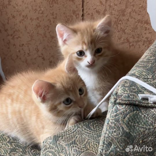 Рыжие котята