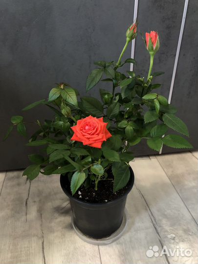 Роза в горшке,саженцы,комнатные цветы