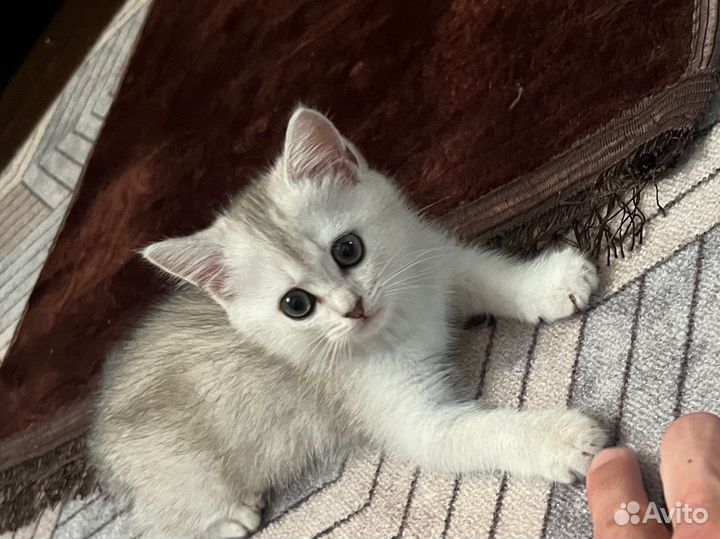 Кошка в дар бесплатно
