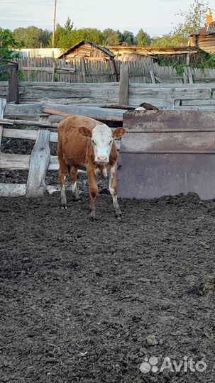 Продам 1 фото стельная корова,возраст 4 года