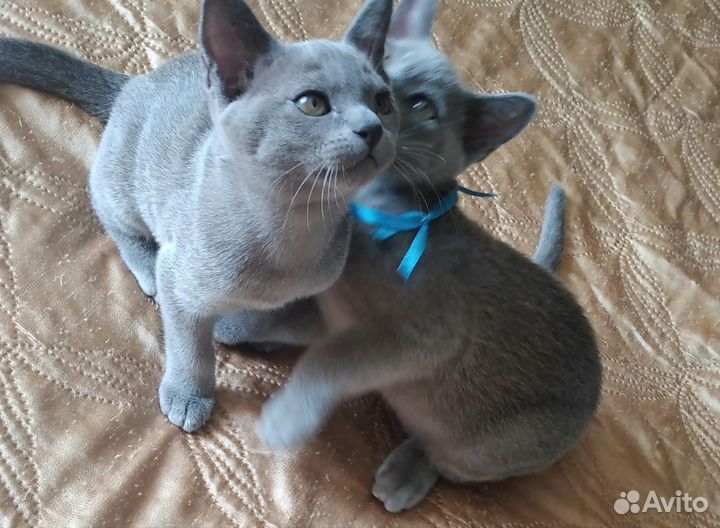 Котята европейской бурмы