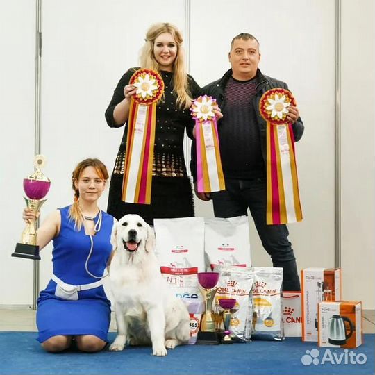 Хендлер