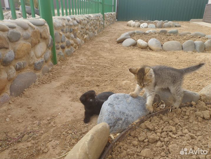 Котята в добрые руки даром бесплатно