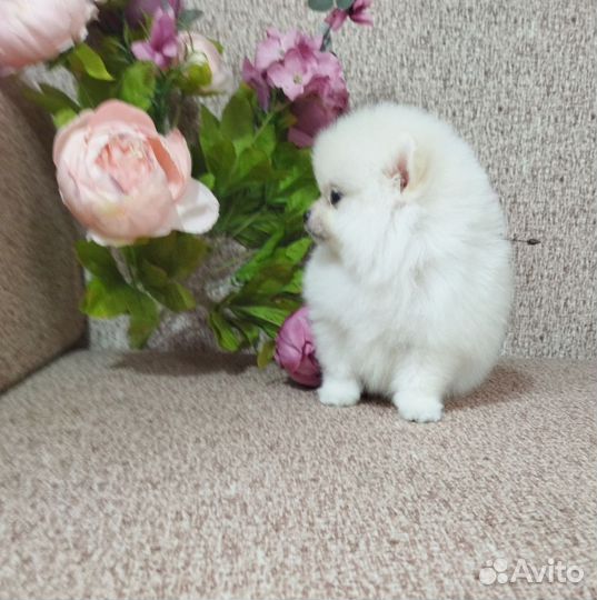 Померанские шпицы