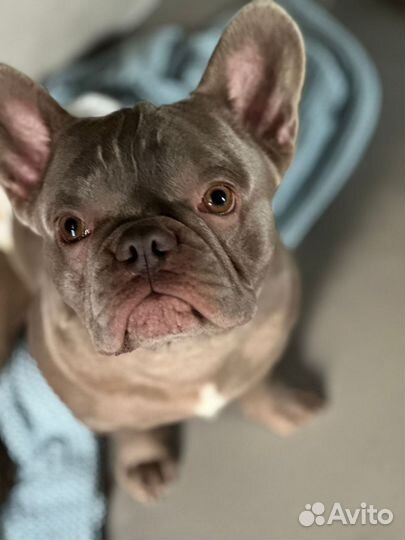 Французский бульдог